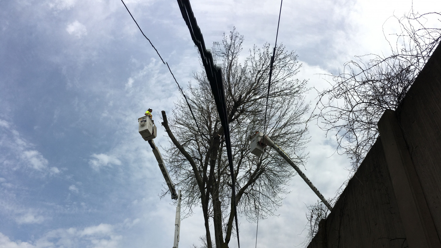 Line Clearance Tree Trimmer Alden, Batavia & Chaffee, NY Tree Care